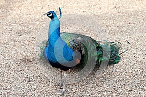 Peacock - Pavo Cristatus photo