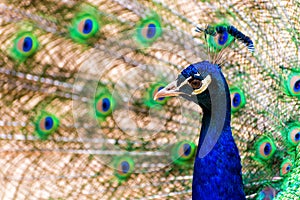 Peacock