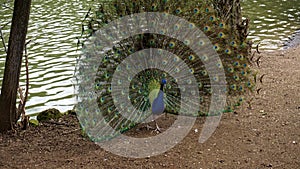 Peacock Pavo cristatus exhibits its wheel of colorful feathers