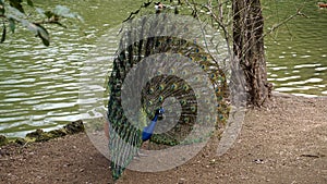 Peacock Pavo cristatus exhibits its wheel of colorful feathers