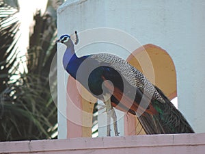 Peacock, National Bird of India