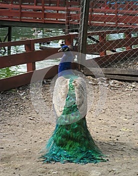 A peacock (Pavo cristatus) in Mizujo park photo