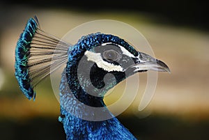 Peacock (Pavo cristatus) in a garden of Madrid