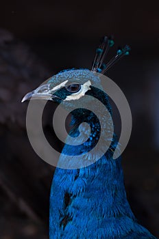 Peacock (Pavo Cristatus) turned to the left