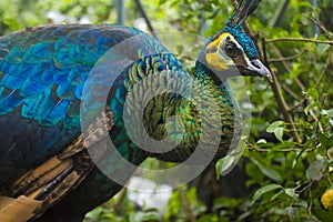 Peacock Pavo muticus or Merak Hijau male spreading beautiful tail