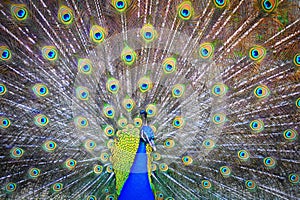 Peacock, Pavo Real, paÃÂ³ reial photo
