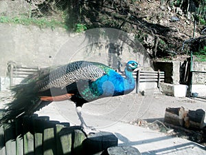 peacock.pavo real photo
