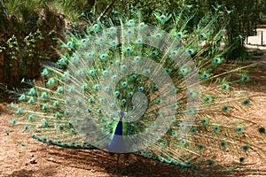 Peacock, Pea-Chick