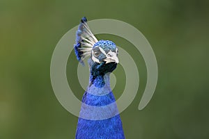Peacock, peafowl genus pavo linnaeus