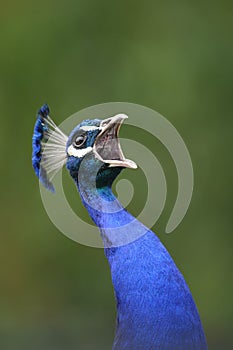 Peacock, peafowl genus pavo linnaeus photo