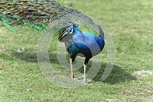 Peacock, peafowl genus pavo linnaeus photo