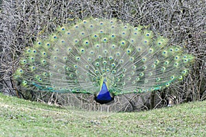Peacock, peafowl genus pavo linnaeus photo
