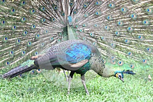 Peacock and Peahen