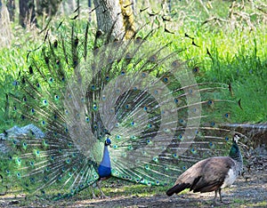 Peacock and peahen courting