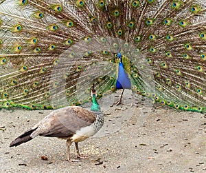 Peacock and peahen during courting ritual