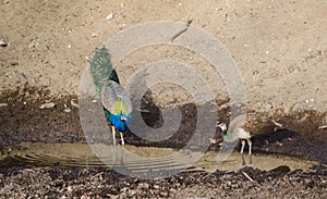 A peacock and a Peahen drinking water at a lake