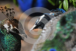 A peacock and peahen looking lovingly at one another