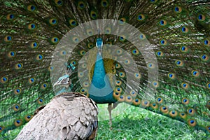 Peacock and peahen photo