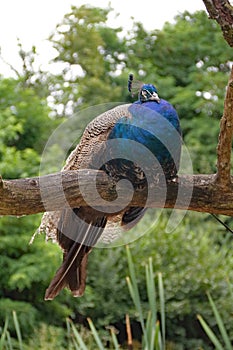 Peacock perches in the tree on a branch