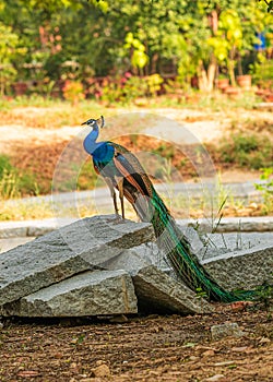 Peacock perching on a rock