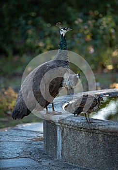 Peacock perching on stone