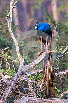Peacock perching on a tree
