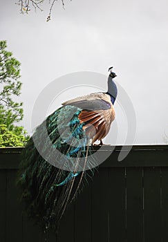 Peacock phasianidae with Multicolored Feathers