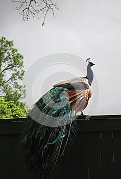 Peacock phasianidae with Multicolored Feathers