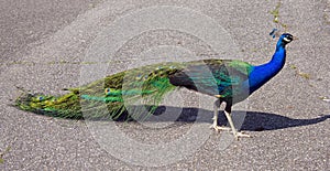 Peacock pheasant Galliformes the tail is lush