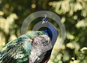 Peacock photograph real with naturally bright colours