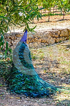 Peacock photographed from behind with colourful tail in foreground and head .