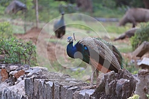 Peacock photographed from behind with colourful tail in foreground and head in profile in background