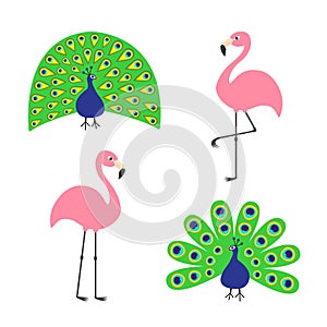 Peacock Pink flamingo set. Feather out open tail. Beautiful Exotic tropical bird.