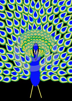 Peacock plumage