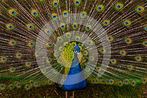 Peacock plumage