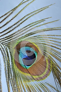 Peacock plume