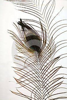 Peacock plume