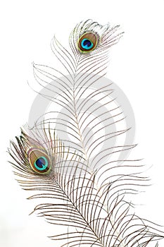 Peacock plume