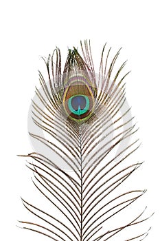 Peacock plume