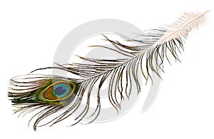 Peacock plume