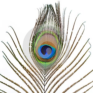 Peacock plume