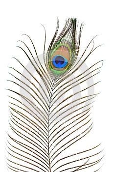 Peacock plume