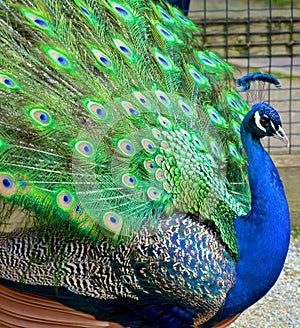 Peacock plume