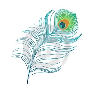 Peacock plume. colorful feather vector