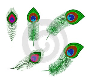 Peacock plume feathers