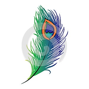 Peacock plume hand drawing illustration.