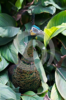 Pavo real perforación cabeza en hojas 