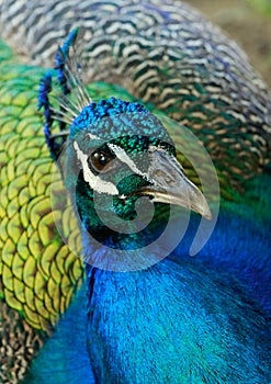 Peacock portrait