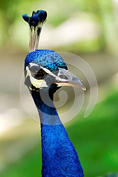 Peacock Portrait