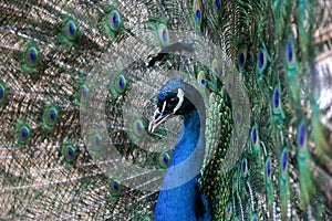 Peacock portrait